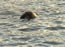 Seal at Bamburgh