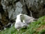 Holy Island Birds